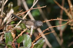 Wrentit